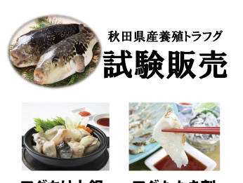 秋田県産養殖トラフグ<br />試験販売